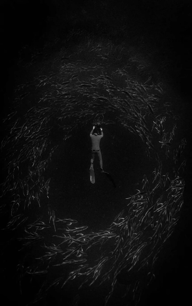 Freediver in bait ball in black and white water.