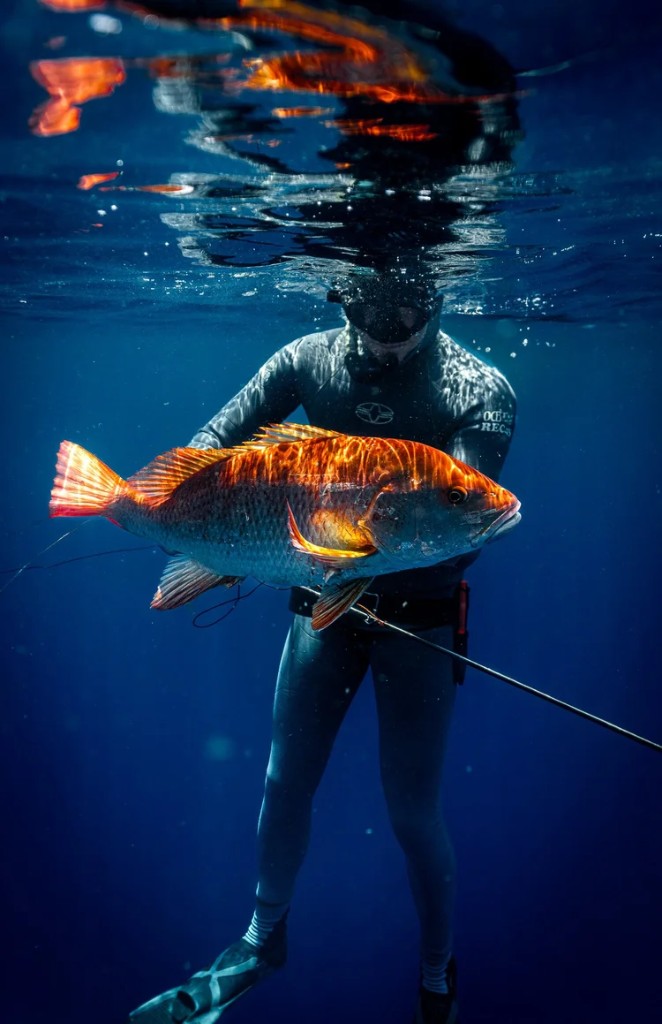 Red snapper held underwater.