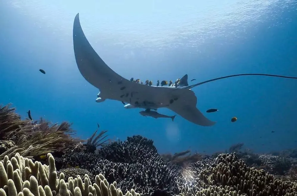 Manta ray above coral reef.